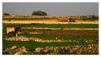 Malta Malta