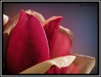 MAGNOLIA MAGNOLIA