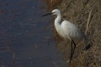 Garzetta ( Egretta Garzetta )