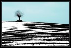 L'albero L'albero