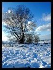 Nudi alberi invernali Nudi alberi invernali