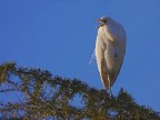 Airone Grande Bianco "annoiato"
