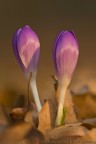 crocus 04 crocus 04