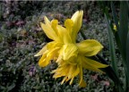 narciso selvatico narciso selvatico