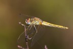 sympetrum_fonscolombii sympetrum_fonscolombii