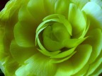 petali...2 petali...2