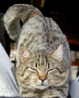 gatto... gatto...