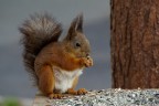 Scoiattolo e messa a fuoco