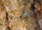 mosca mosca