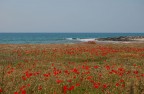 il ...mar rosso il ...mar rosso