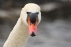 Cigno guardingo Cigno guardingo