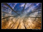 Alberi.... Alberi....