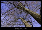 Rami Rami