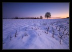 Radura innevata Radura innevata