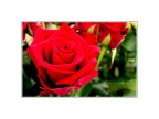 la rosa la rosa