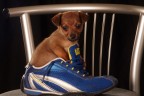 Cagnolino Cagnolino