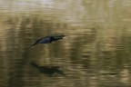 Cormorano in panning