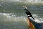 Cormorano Cormorano