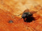 La mosca con la pelliccia La mosca con la pelliccia