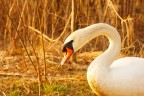 cigno cigno