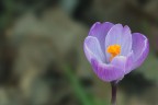 crocus