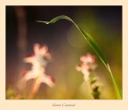Green Carnival