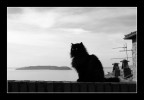 Come si sente un tembile gatto nero, protagonista di innumerevoli leggende dicerie e oscuri presagi, quando viene sbeffeggiato da due semplici volatili?

(Vista dell'isola maggiore sul Trasimeno dalla cittadella di Passignano PG)