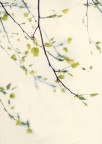 Primi accenni di primavera Primi accenni di primavera