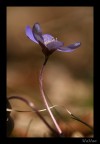 Epatica Epatica