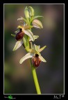 Ophrys Exaltata