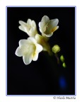 L'eleganza di un fiore L'eleganza di un fiore