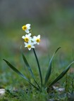 Narciso.... Narciso....
