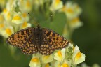 Melitaea phoebe Melitaea phoebe