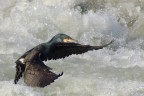 buona pesca ! buona pesca !