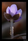 RetroHepatica RetroHepatica