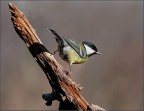 cinciallegra cinciallegra