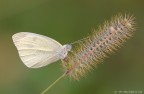 Pieris brassicae