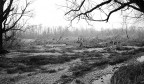 Desolazione Desolazione