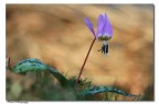 flower... flower...