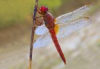 Sympetrum pedemontanum Sympetrum pedemontanum