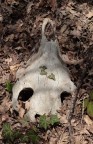 era una mucca? era una mucca?