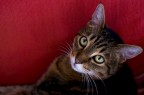 Gatto sul sofà Gatto sul sofà