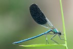 Damigella Damigella