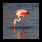 flamant 07 flamant 07