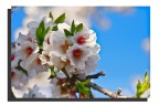 primavera primavera