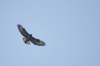 Rapace in volo Rapace in volo