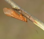 Crisopa Crisopa