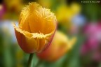 Tulipano Tulipano