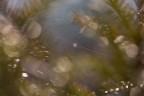 SpiderPine SpiderPine