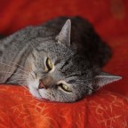 "Ma scatti o no? Mi sto schiacciando i baffi...&amp